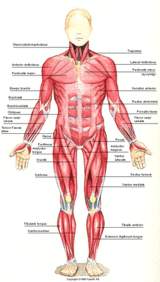 anatomi